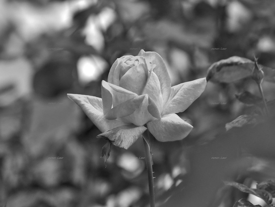 Rose, closeup, black and white, photo