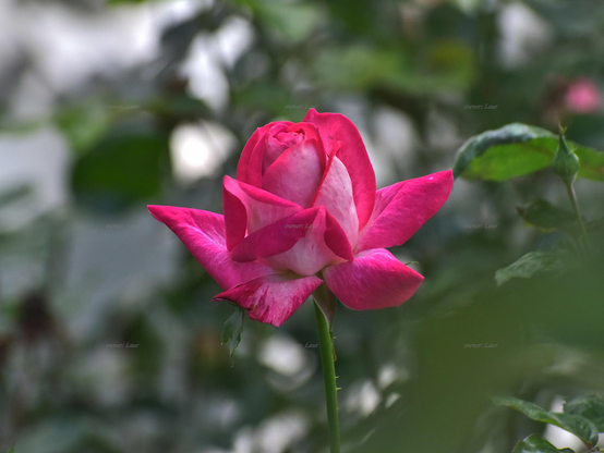 Rose, closeup, color, photo