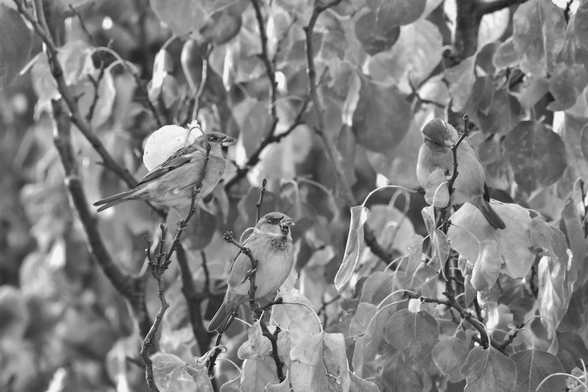 Birds, black and white, photo
