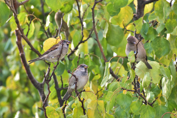 Birds, color, photo