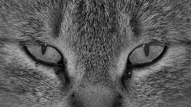 Cat, closeup, black and white, photo