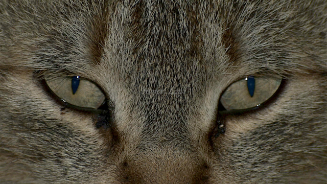 Cat, closeup, color, photo