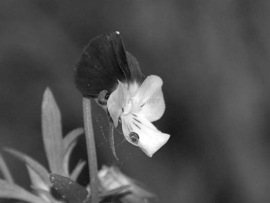 Flower, closeup, black and white, photo