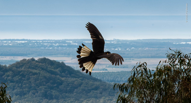 A Yellow-tailed Black Cockatoo executing a banking turn, high over the plains below the Blackall Range escarpment. The bird's wings are partly cocked, and its tail is spread wide and tilted, showing the trademark light yellow feathers. Its seen from an almost equal height, although its flying near some visible tree-tops, and behind it the plains are a long way down, stretching off to the coast and hazy sea.