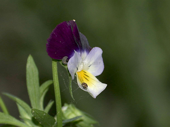 Flower, closeup, color, photo