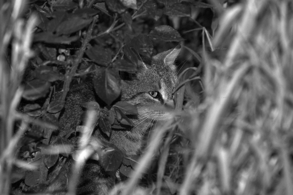 Cat, black and white, photo