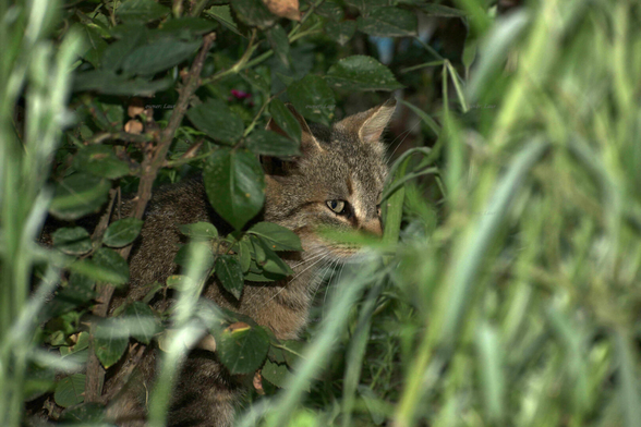 Cat, color, photo