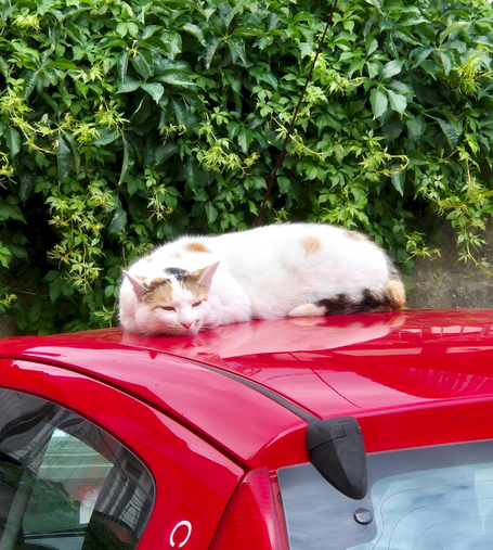 Entspannte Katze auf einem Autodach im oberfränkischen Burgkunstadt
