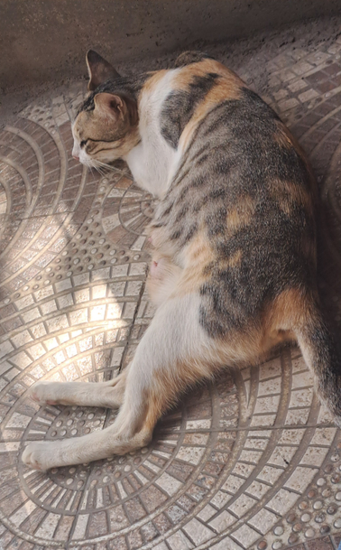 Grace lazing around in the sun.