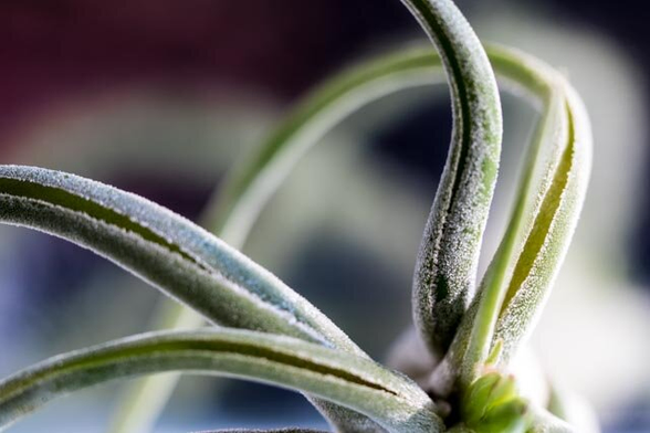 On the photo only a few "tentacles" of a succulent, light green-gray, white-haired, fan out gracefully as if they are moving.