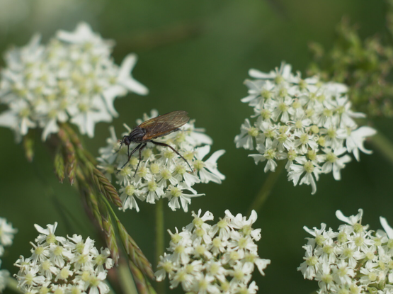A fly sitting on a white flower