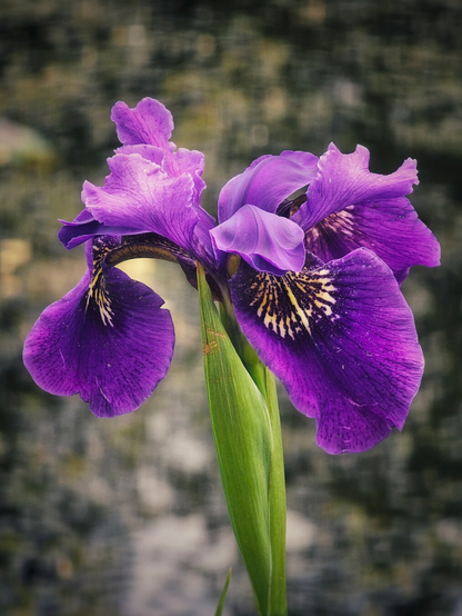 A close-up, vertical shot of a vibrant purple iris in full bloom. The flower has several large, ruffled petals with darker purple veins and distinctive yellow and white markings near the centre. A single green stem supports the blossom against a soft, out-of-focus background shows the muted green and brown of a pond.