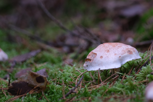 A close-up of a mushroom with a light brown cap and white stem, sitting on green moss. A tiny slug is eating on the mushroom.