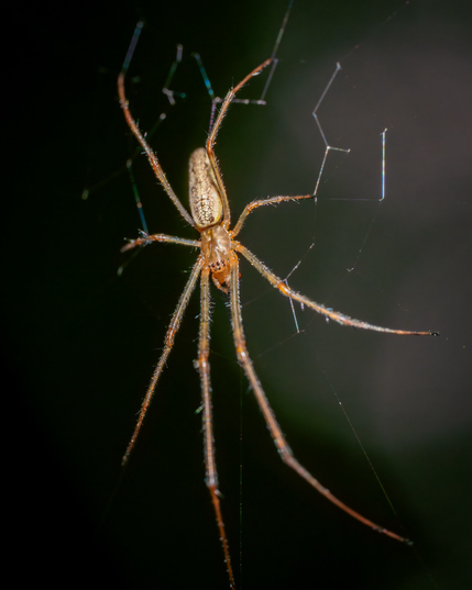 Slender spider in its web