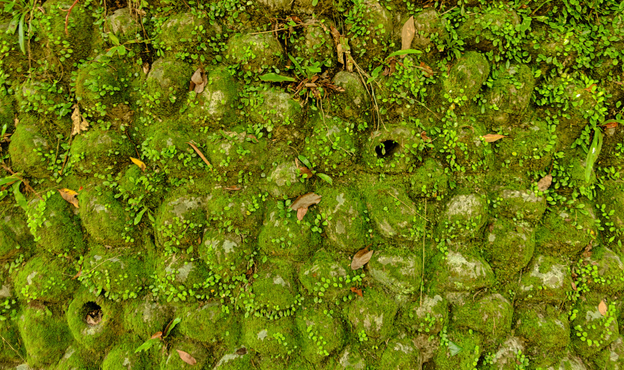 Moss patterns on a wall.