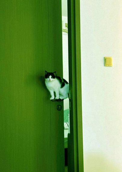 comme en lévitation, un chat installé en équilibre sur la poignée d’une porte verte entrouverte, à la fois dedans et dehors