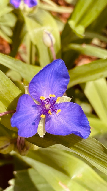 Lilafarbene Blüte einer Dreimasterstaude. Die Blüten schließen sich in der Nacht und bei Regen. Zuverlässiger als eine Wettervorhersage.