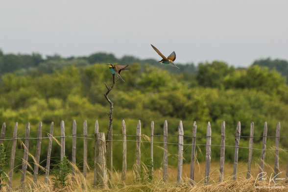 Photo en couleur présentant un couple de guêpiers d'Europe dont l'un, perché sur une ganivelle, semble guetter par-dessus son épaule, l'arrivée du second qui n'est plus très loin de lui. Les couleurs des oiseaux sont magnifiques.