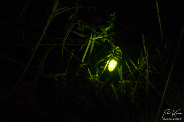 photo en couleur présentant un ver luisant, une femelle dans le cas présent, avec ses trois derniers segments de l'abdomen générant, une bioluminescence, allant même jusqu'à éclairer les herbes environnantes. Un de ses yeux est également éclairé par cette faible lumière verdâtre.
