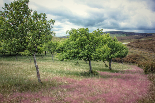 A picturesque landscape featuring a field of vibrant green grass interspersed with scattered green-leafed trees. A striking swathe of fluffy, pink-tinged grass runs diagonally across the foreground. In the background, rolling hills rise under a dramatic, cloudy sky, with hints of a path winding through the terrain. The overall mood is serene and natural.