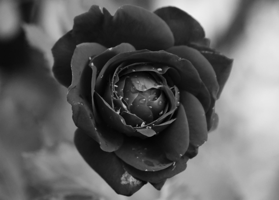 Foto in schwarz und weiß.
Eine rote Rose, schwarz dargestellt der Hindergrund ist hell bis dunkelgrau und verschwommen. In der Rosenblüte sind noch ein paar Wassertropfen, die weißen Pünktchen könnten ein paar Läuse sein. 😉
Matzework 