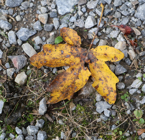 Ein Blatt orange- braun gefärbt liegt auf einen schoterbefestigten Weg.
Matzework 