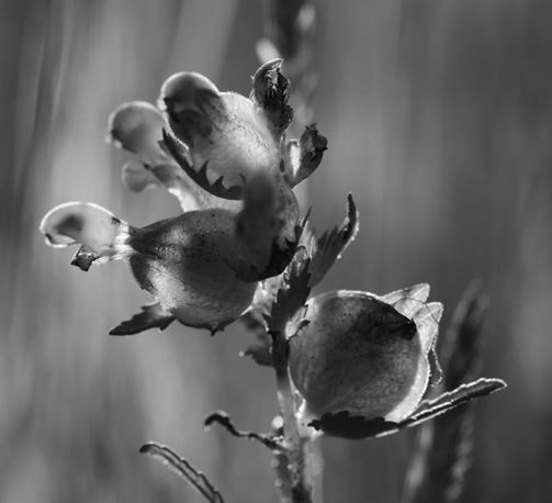 Dark circles on a plant, backlit by the setting sun.
