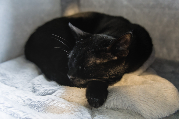 A phoot of Neo, a black cat, sleeping curled up inside one of the "caves" of a scratching post. His head is the center of the image, as it rests with closed eyes on one of his front legs, which is somewhat stretched out. The rest of his void form is circular behind. It seems to be a comfy spot.