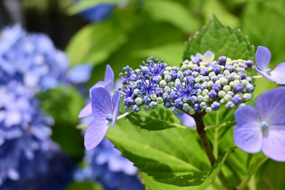 半分だけ真花が開いている青いガクアジサイ。/ 2025.06.08 御所西エリアから