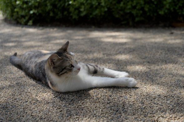 A street cat laying on its side on a pebble path by a well-trimmed hedge. The cat is raising its head and appears to be watching something with attention, appearing to be ready to move from its originally relaxed pose.
The pebble path is under the tree shade with scattered spots of sunlight.