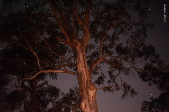 Night sky seen through the branches and foliage of a large native tree
