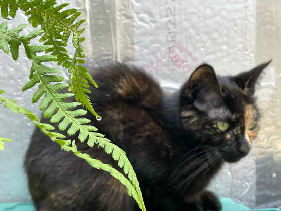 Baboo enjoying a break from the rain and a few prongs of fern