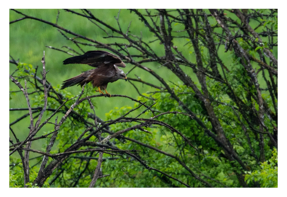 Foto im Querformat. Teleaufnahme. Ein Schwarzmilan, ein dunkel gefiederter Greifvogel, sitzt auf einem Ast und hat die Flügel ausgestreckt. Er startet gleich. Um ihn herum sind viele kahle Äste, dahinter unscharf grüne Wiese. Es regnet.