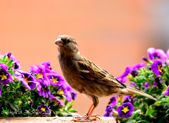 The house sparrow is typically about 16 cm (6.3 in) long, ranging from 14 to 18 cm (5.5 to 7.1 in).[4] The house sparrow is a compact bird with a full chest and a large, rounded head. Its bill is stout and conical with a culmen length of 1.1–1.5 cm (0.43–0.59 in), strongly built as an adaptation for eating seeds. Its tail is short, at 5.2–6.5 cm (2.0–2.6 in) long. The wing chord is 6.7–8.9 cm (2.6–3.5 in), and the tarsus is 1.6–2.5 cm (0.63–0.98 in).[5][6] Wingspan ranges from 19–25 centimetres (7.5–9.8 in).[5]

In mass, the house sparrow ranges from 24 to 39.5 g (0.85 to 1.39 oz). Females usually are slightly smaller than males. The median mass on the European continent for both sexes is about 30 g (1.1 oz), and in more southerly subspecies is around 26 g (0.92 oz). Younger birds are smaller, males are larger during the winter, and females are larger during the breeding season. Birds at higher latitudes, colder climates, and sometimes higher altitudes are larger (under Bergmann's rule), both between and within subspecies