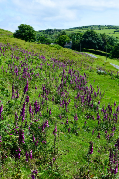 A swathe of purple foxgloves on moorland and a cottage in the background.