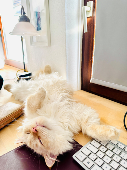 Ein weißer Kater liegt auf dem Rücken auf einem Schreibtisch und streckt alle viere von sich. Am Rand ist eine Tastatur zu erkennen und im Hintergrund befinden sich eine Lampe und Fenster.