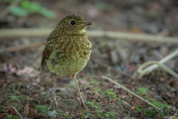 A small bird with speckled brown and beige plumage stands on the forest floor, blending into its natural surroundings. Its short, pointed beak and thin legs give it a delicate appearance. The background consists of leaves, twigs, and moss, creating a textured environment that highlights the bird’s camouflage