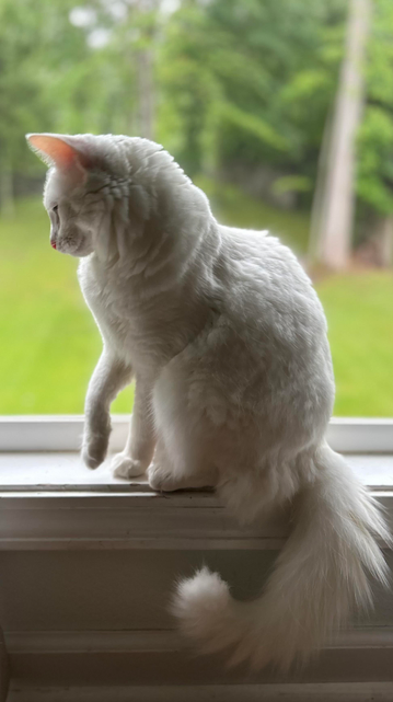 Blume sitting in a window, with her right foot slightly raised.