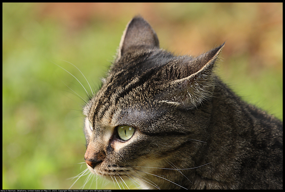 Xena, the Warrior Princess cat, has her ears slightly back communcating annoyance in Norman, Oklahoma, United States on May 15, 2025.