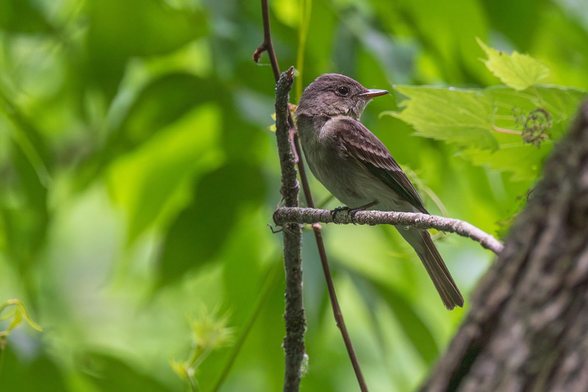 Photograph of what is likely an eastern wood pewee perched on a horizontal branch with branches and out of focus green foliage in the background. The pewee is facing left and has its head turned to the right leaving its body and head in profile and leaving one eye visible. Eastern wood pewees have white to tan abdomens, under-tails, and necks, brown to gray back feathers and head feathers, brown to gray wings with lighter and darker barring, dark eyes, a short beak with a black upper beak and dark orange lower beak, and black legs and feet.