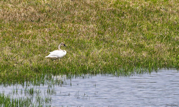 long-necked white bird with rust-colored neck and black bill, perched in a grassy field beside a shallow pond