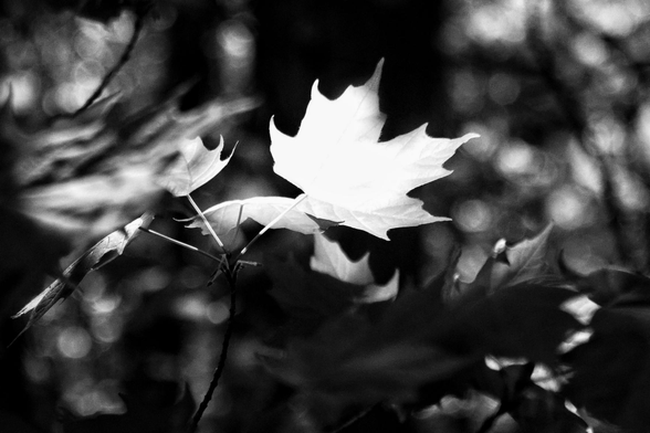 A large maple leaf is shown glowing white in this high contrast black and white image. Other leaves can be seen out of focus and in the darker shadows.