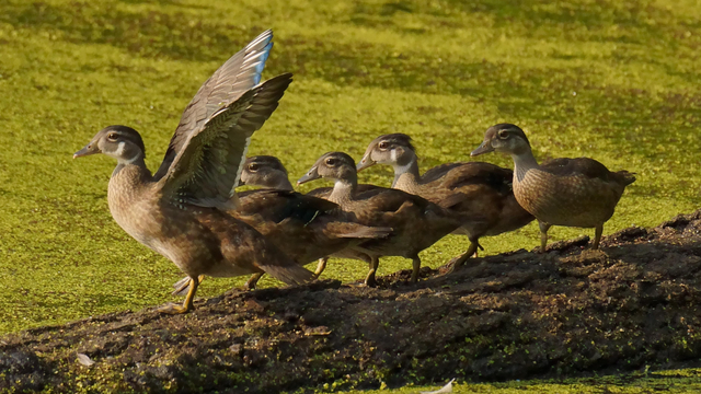 Five juvenile Wood Ducks (two males, three females) march down a log, led by a male with wings held high, into a sunlit, duckweed-covered beaver pond.