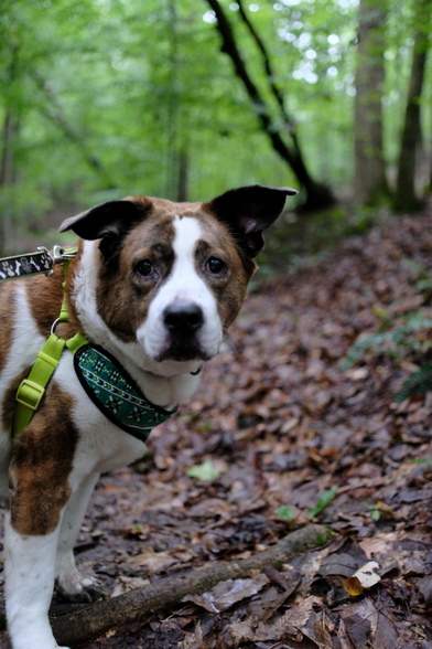 A white and brown dog standing on a park trail in the woods looking at me as if to say he's had enough.