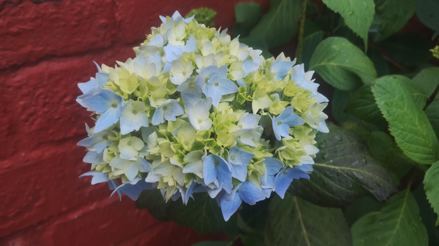 China blue hydrangeas, just starting to bloom