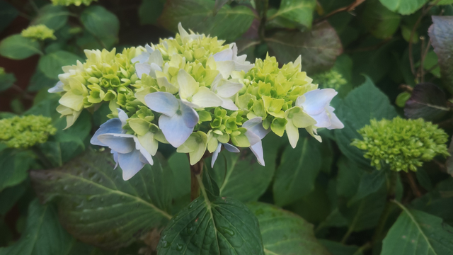 China blue hydrangeas, just starting to bloom
