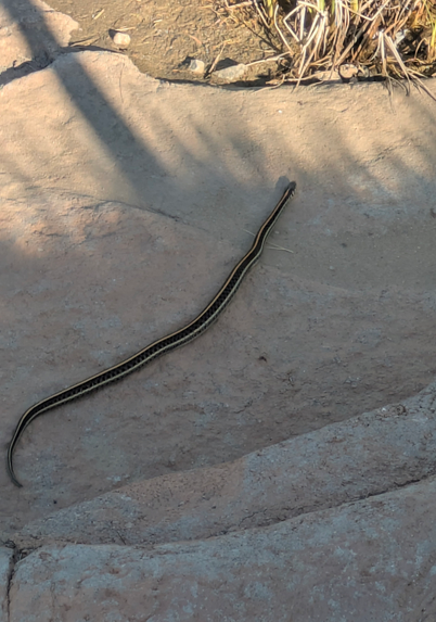 Out early enough to surprise this hefty little garter snake. Two foot long, dark green with yellow stripes, heading towards a marshy clump of bushes. 