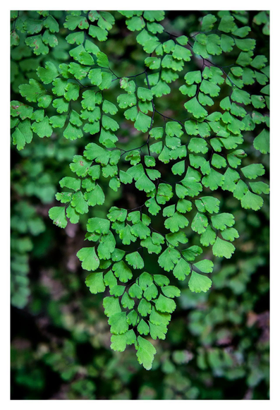 The picture shows a section of green fern leaves. The leaves are filigree and arranged in a fan shape, with many small, rounded individual leaves that sit on thin, dark stems. The structure appears delicate and light, the leaves partially overlap and form a dense, lively pattern. The colour is a strong, fresh green, reminiscent of a shady forest. Other blurred fern leaves can be seen in the background, emphasising the main motif.