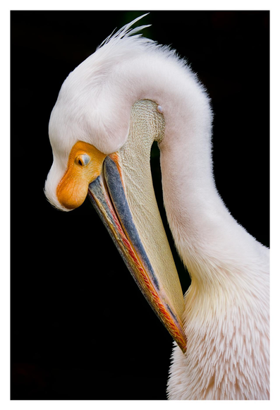 Portrait of a female great white pelican. The bird shows white plumage with a very faint pink tinge, a cream-yellow gular pouch and orangey skin on its face. The bill is bluish grey, with reddish maxilla edges. With its large beak it is preening its breast feathers.