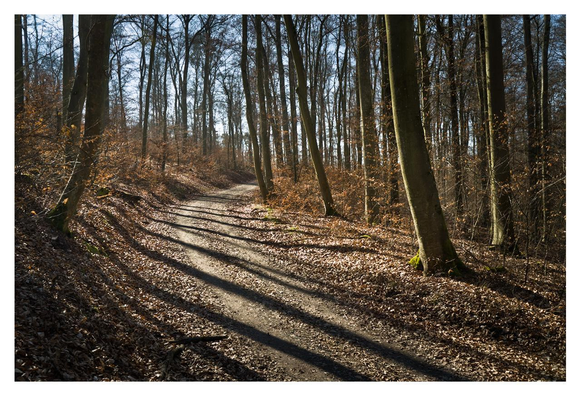 A path leads in a long right-hand bend through a bare forest. The ground is covered with brown, dried leaves. The trees cast long shadows on the ground from the bright sunlight.